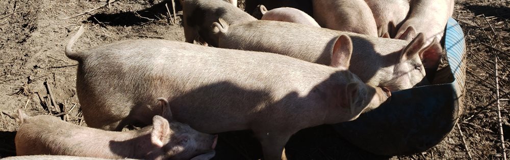 A group of pigs eat at a trough