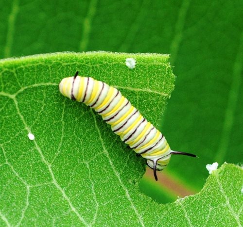 A monarch caterpillar rests on a bright, green leaf.