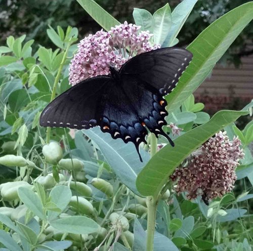 A swallowtail butterfly rests on some milkweed.