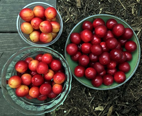 Wild plums are native to Missouri.