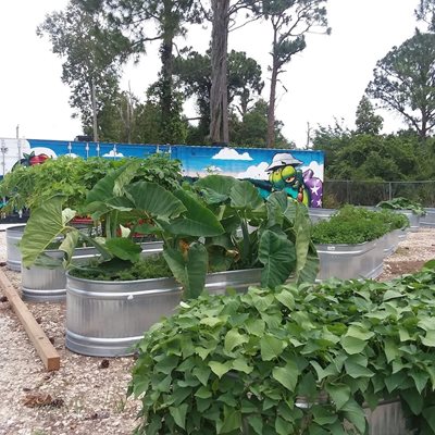 Vegetables grow in the raised beds.