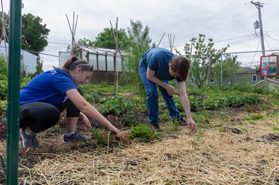 Volunteers tend a plot at Splitlog farm.