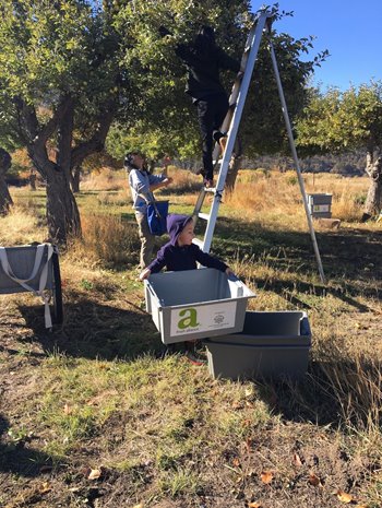 The community helps with an apple gleaning at an Oregon orchard. Kids stand on ladders ready to work.