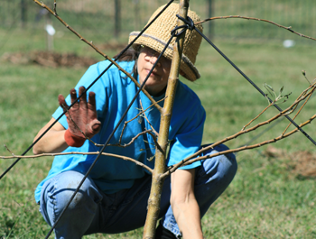 A woman wearing a blue shirt and red gloves plants a tree